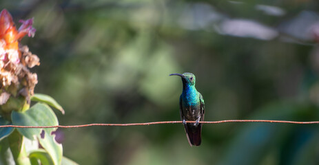 the hummingbird