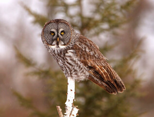 Owl Perched in Tree