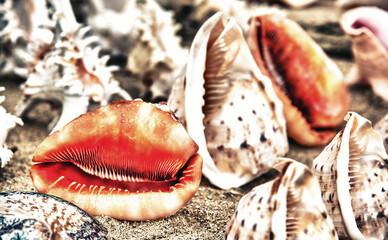 Colorful shells on the beach. Holiday concept.
