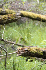 Broken tree at Maplewood Mudflats Wild Bird Trust during a spring season in North Vancouver, British Columbia, Canada