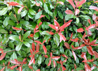 Vibrant Foliage: Exploring the Photinia Red Robin