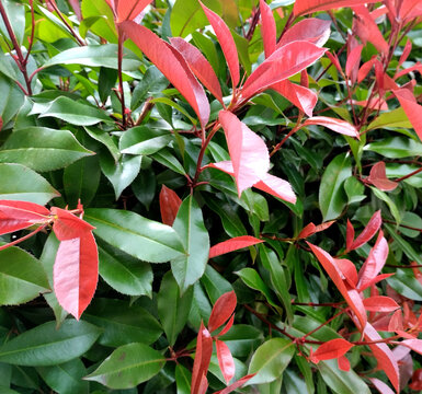 Tropical Beauty: The Olean Syzygium Bush