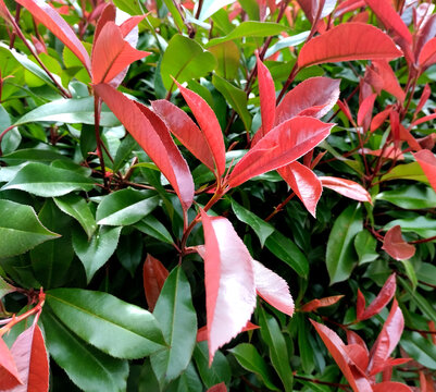Vibrant Foliage: Exploring the Photinia Red Robin