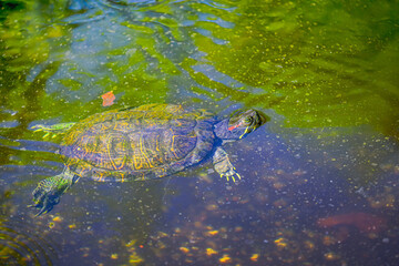 A painted turtle floats peacefully in a pond.