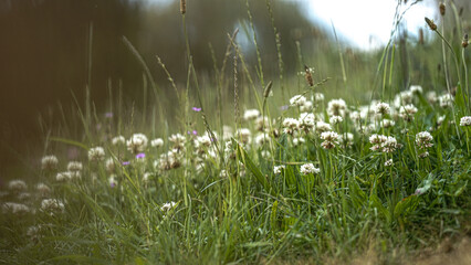 von blumen insekten und wolken