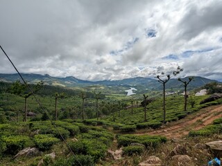 A serene tea plantation in the mountains, with a river flowing beneath a cloudy sky.