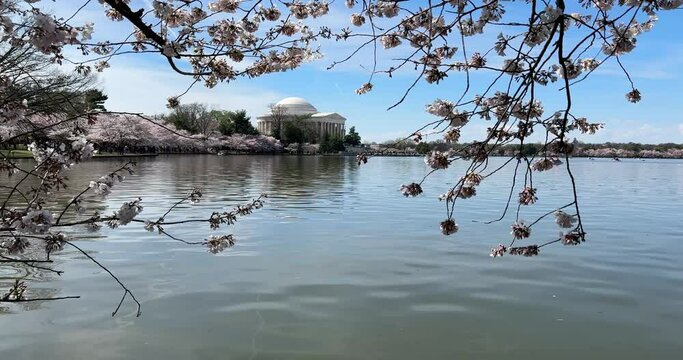 Peak cherry blossom bloom in Washington DC, on the tidal basin with view of the Thomas Jefferson Memorial
