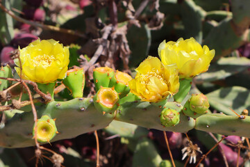 Close up view of blooming cactus with yellow flower