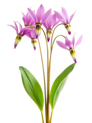 Dodecatheon only arching leaves white background. AI GENERTAED