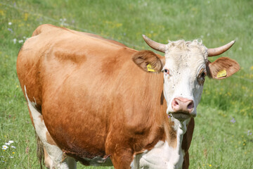 Fleckvieh auf einer Weide in Bayern