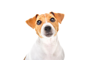 Portrait of an curious Jack Russell Terrier puppy, closeup, isolated on a white background