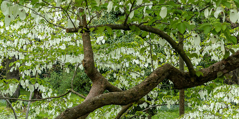 Fototapeta premium Taschentuchbaum