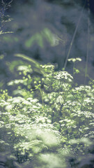 von blumen insekten und wolken