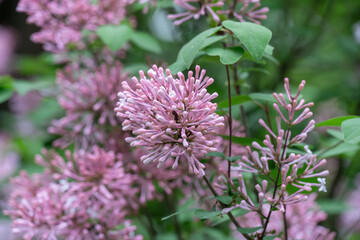 Blooming fragrant branch of lilac flower in garden. Bush syringa pubescens of shrubs family oleaceae. Florescence of fluffy lilac in spring. Inflorescence of purple flowers on background green leaves.