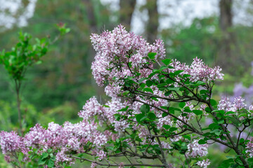 Blooming fragrant branch of lilac flower in garden. Bush syringa pubescens of shrubs family...