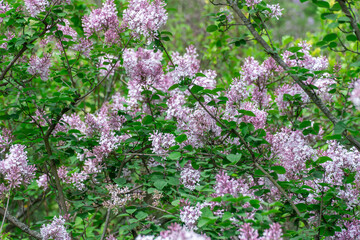 Blooming fragrant branch of lilac flower in garden. Bush syringa pubescens of shrubs family...