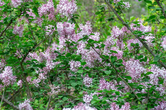 Oleaceae Images  Browse 10,744 Stock Photos, Vectors, and Video | Adobe  Stock