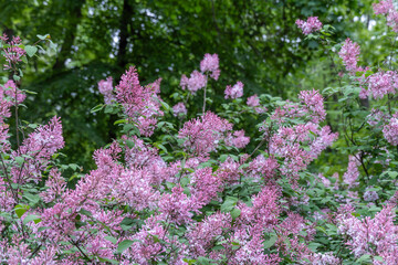 Blooming fragrant branch of lilac flower in garden. Bush syringa pubescens of shrubs family oleaceae. Florescence of fluffy lilac in spring. Inflorescence of purple flowers on background green leaves.