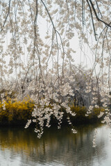 Weeping cherry blossoms hanging over a serene pond in spring