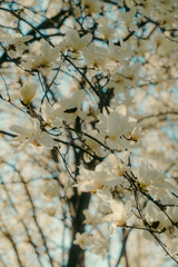 White magnolia blossoms in full bloom against a blue sky