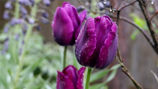 futage spring flowers in the garden in the rain