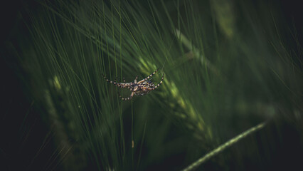 von blumen insekten und wolken