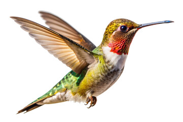 Fototapeta premium Flaying hummingbird Bird white background. AI GENERATED