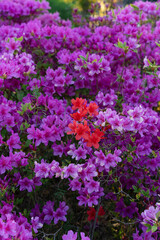 Fototapeta premium Colorful pink azaleas with a touch of red flowers