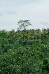 Vast Tropical Forest with Tall Trees