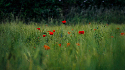 von blumen insekten und wolken