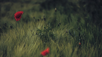 von blumen insekten und wolken