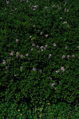 Vibrant Green Bush with Purple Blossoms