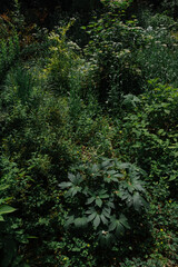 Dense Greenery in Forest Understory
