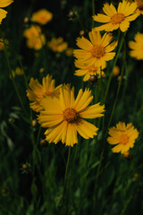 Hand holding a single yellow flower against the sky
