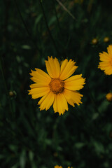 Vibrant yellow flower in a field of green