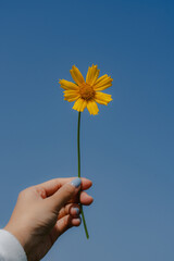 Yellow flower with a bee in a natural setting