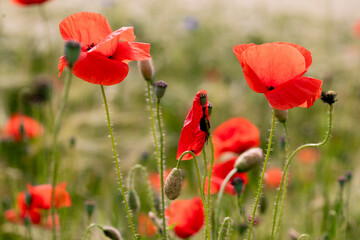 Fototapeta premium Mohnblumen Feld