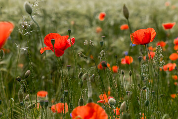 Fototapeta premium Mohnblumen