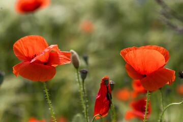 Fototapeta premium Mohnblumen