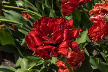 red flower in garden