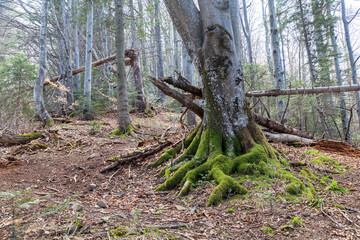 Beech. Old tree on a mountain slope