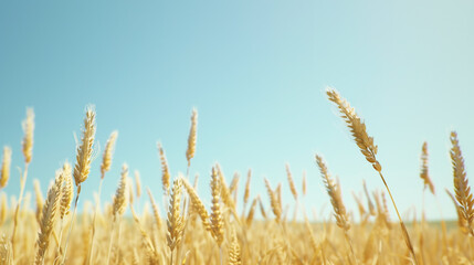 Fototapeta premium golden wheat field and sky