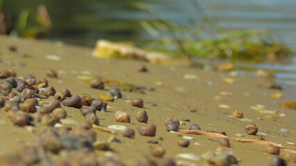 summer background of seashells on the beach by the river