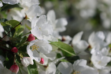 Paradise Apple Tree in full bloom. Extremely beautiful white flowers and red fine buds against a wonderfully beautiful blue sky.