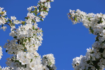 Paradise Apple Tree in full bloom. Extremely beautiful white flowers and red fine buds against a wonderfully beautiful blue sky.