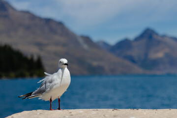 Seagull with mountain lake backdrop