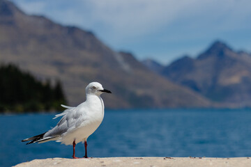 Seagull with mountain lake backdrop