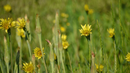 summer background of blooming yellow flowers salsify