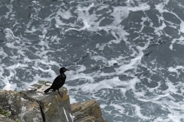 Cormorants Perched on Rocky Coastline with Ocean Waves