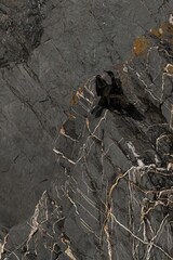 Cormorants Perched on Rocky Coastline with Ocean Waves